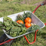 Die Tiny Farms GmbH, das Startup